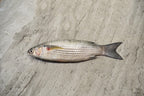 online seafood delivery for Parshe