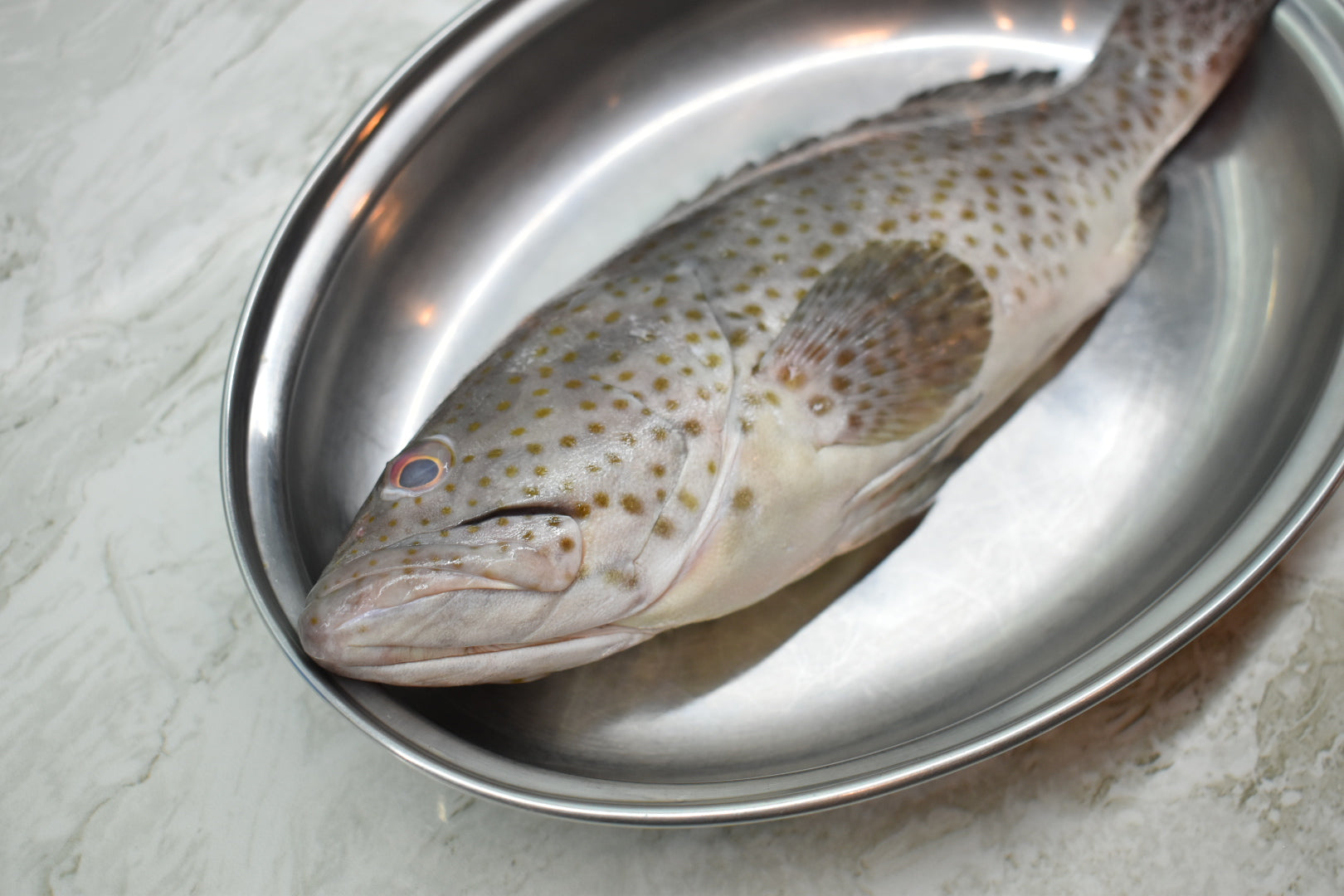 Black grouper | 石斑鱼 |