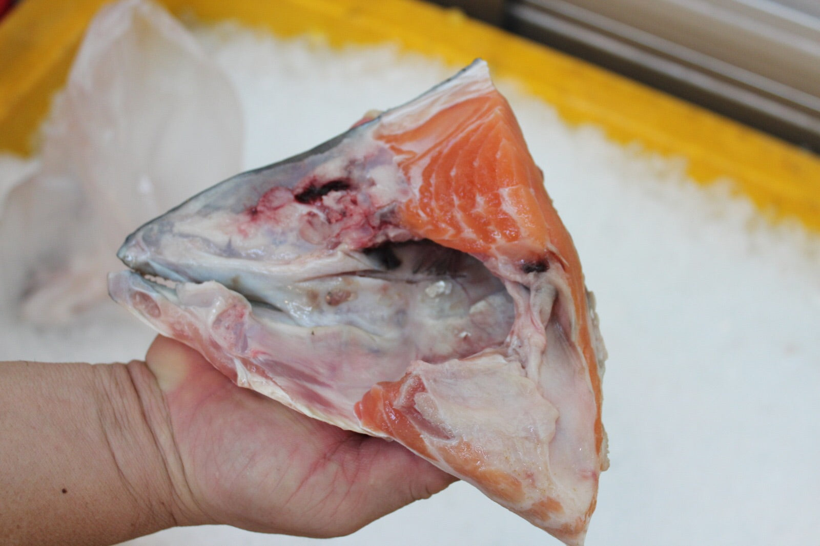 Salmon head |三文鱼头| in singapore
