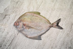 singapore seafood delivery for Black Pomfret |黑鲳鱼|