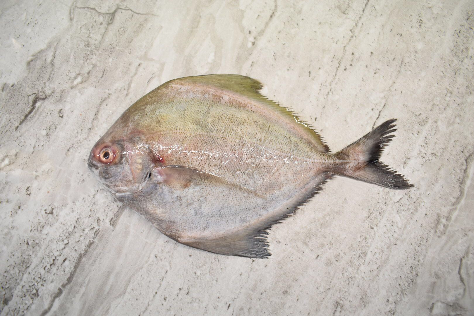 singapore seafood delivery for Black Pomfret |黑鲳鱼|
