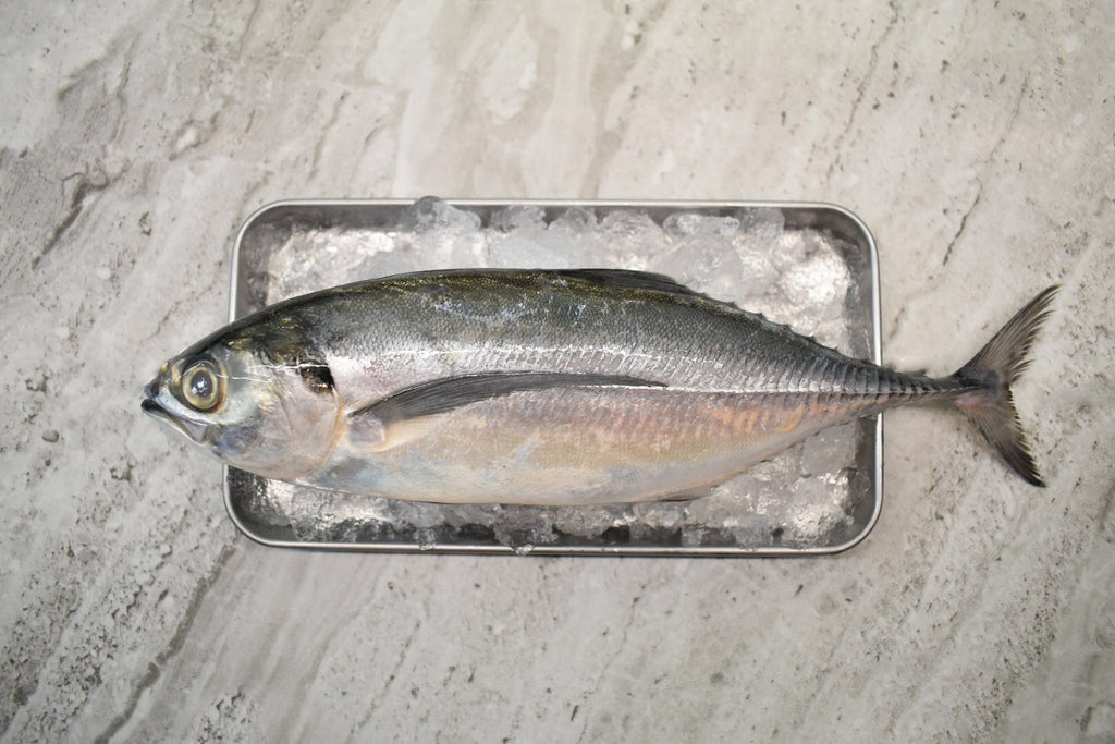 singapore seafood delivery for Cencaru | 硬尾鱼 |