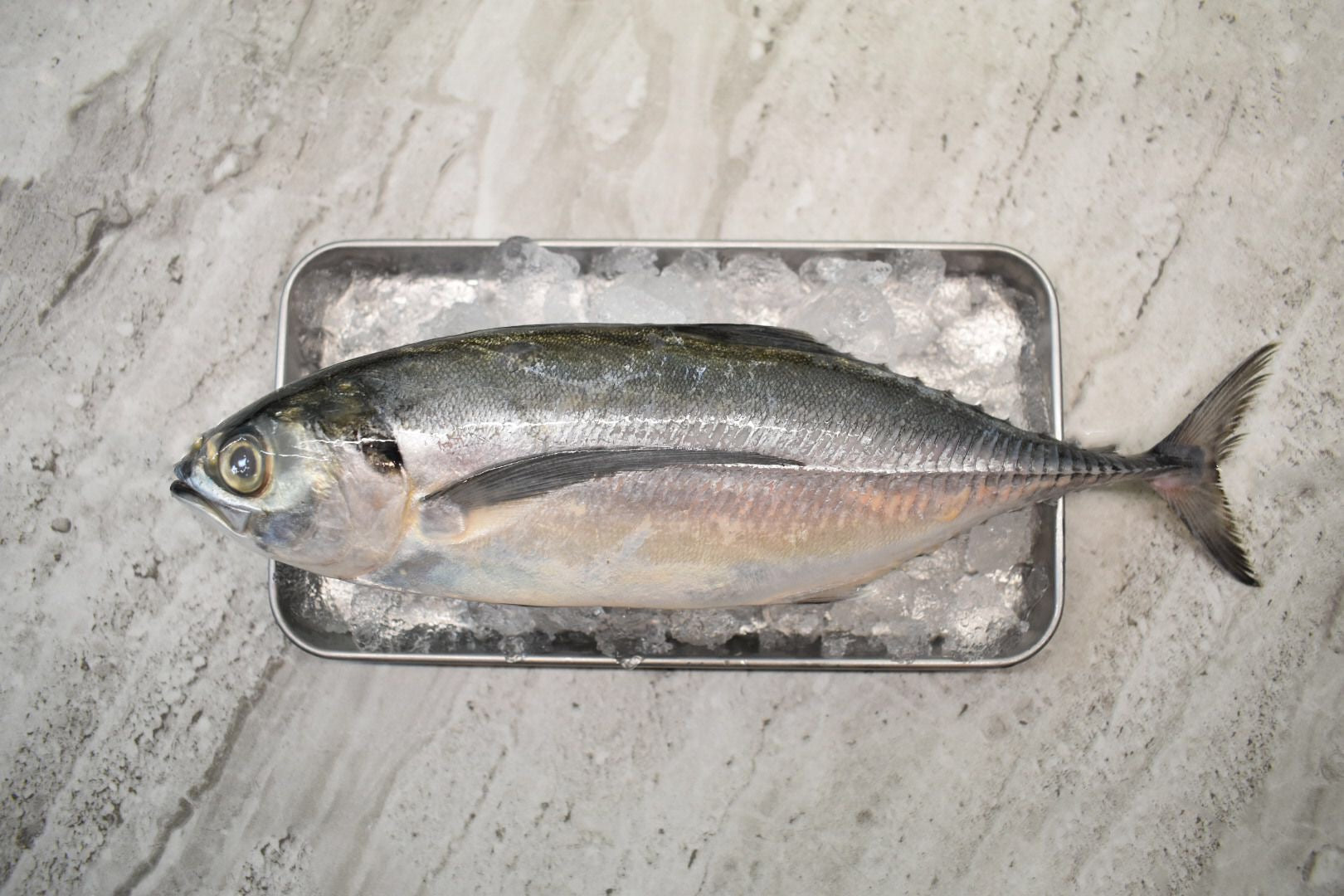 singapore seafood delivery for Cencaru | 硬尾鱼 |
