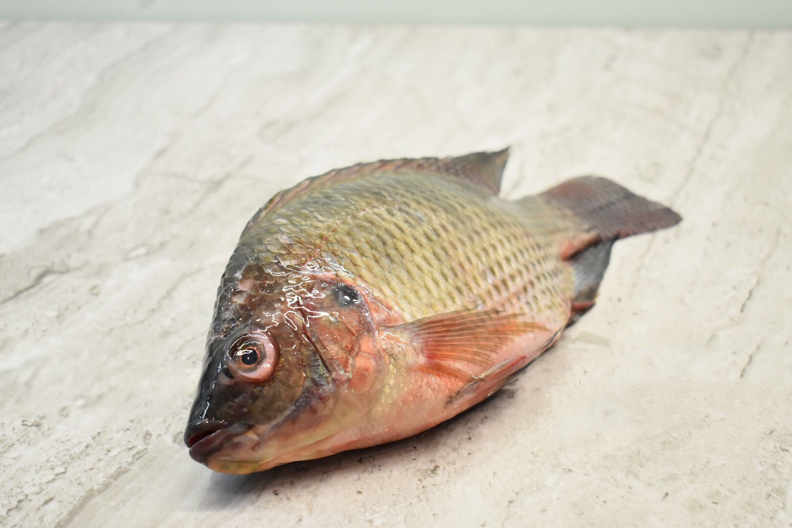 Tilapia