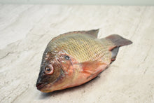Load image into Gallery viewer, Tilapia
