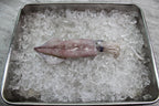 fresh Squid in singapore