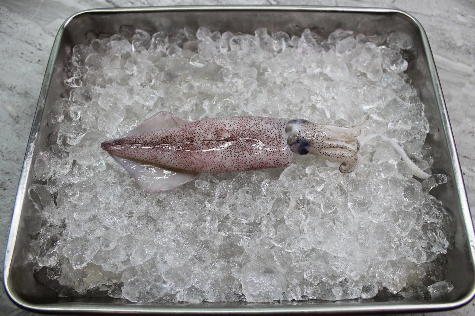 fresh Squid in singapore
