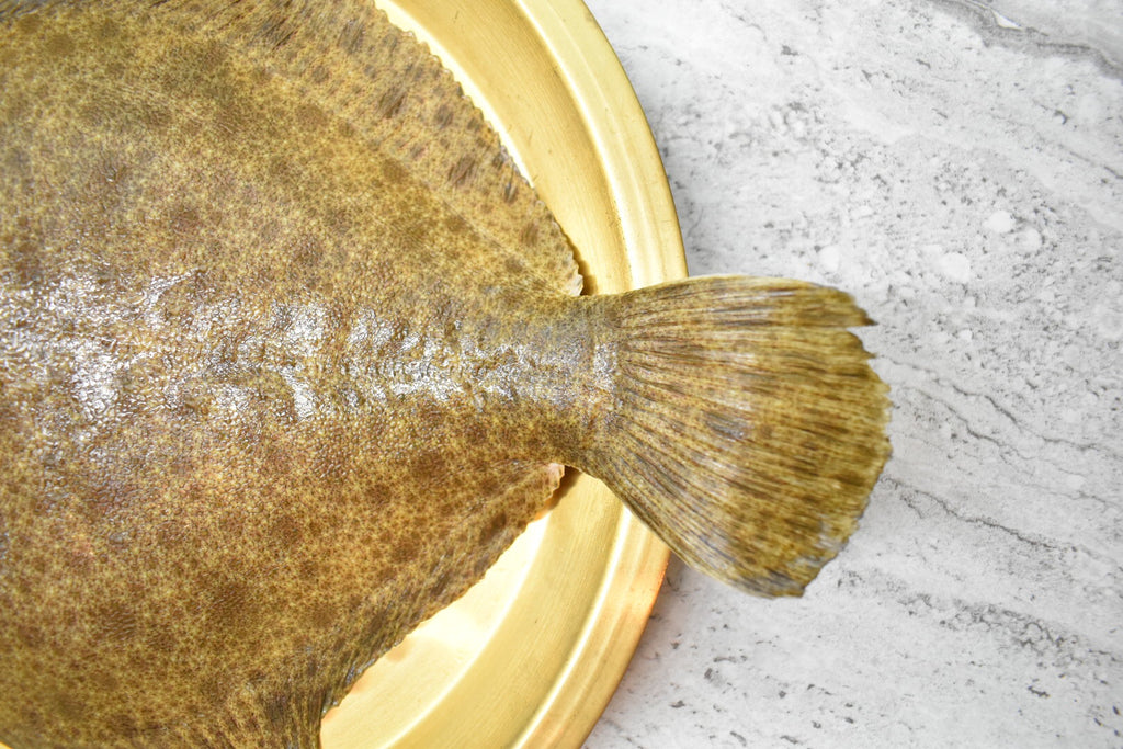 Turbot