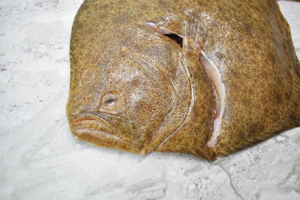 Turbot