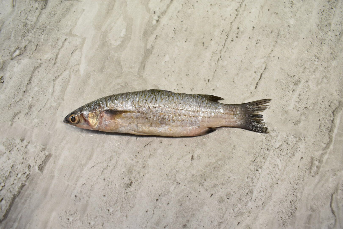 Freshwater fish in singapore – LYHseafood