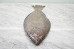 fresh Halibut 比目鱼 in singapore