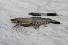 Load image into Gallery viewer, Tiger Prawns in singapore delivery
