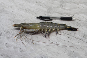 Tiger Prawns in singapore delivery
