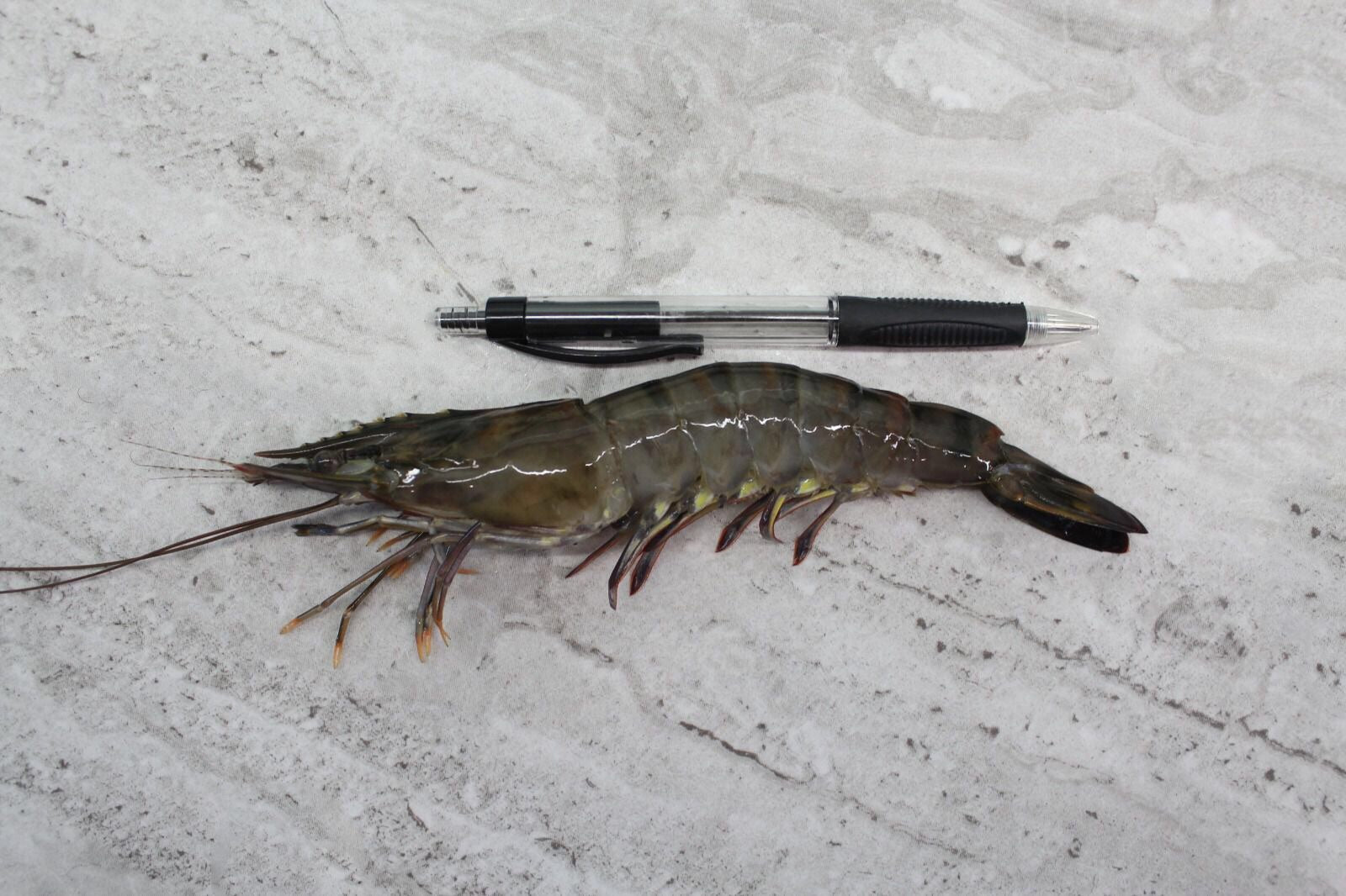 online seafood delivery for Tiger Prawns