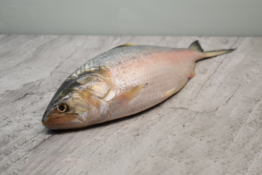 Hilsa | ilish |