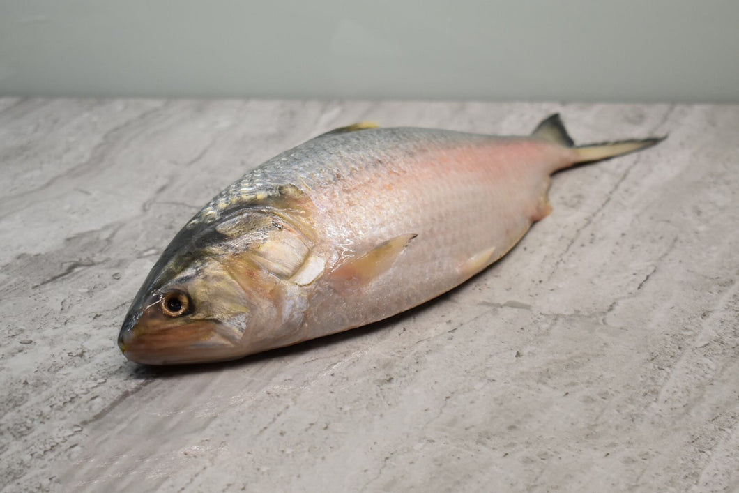 online seafood delivery for Hilsa ilish in singapore