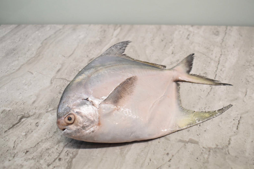 White Pomfret |白鲳鱼| in singapore