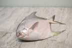 White Pomfret |白鲳鱼| in singapore