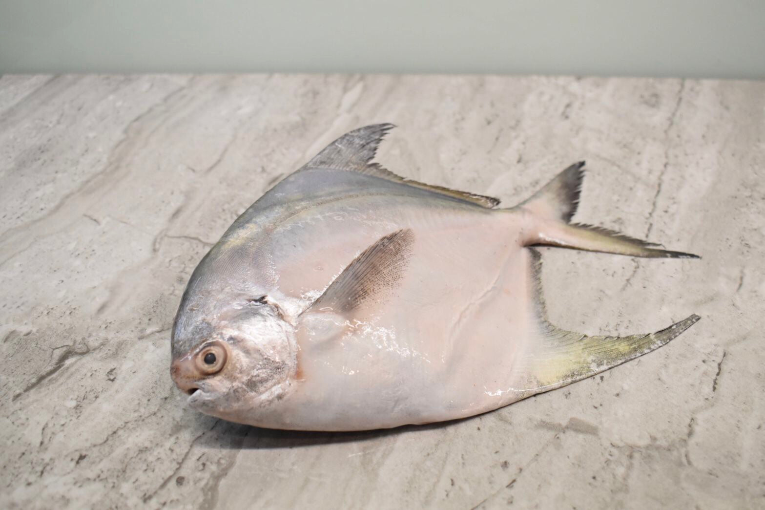 White Pomfret |白鲳鱼| in singapore
