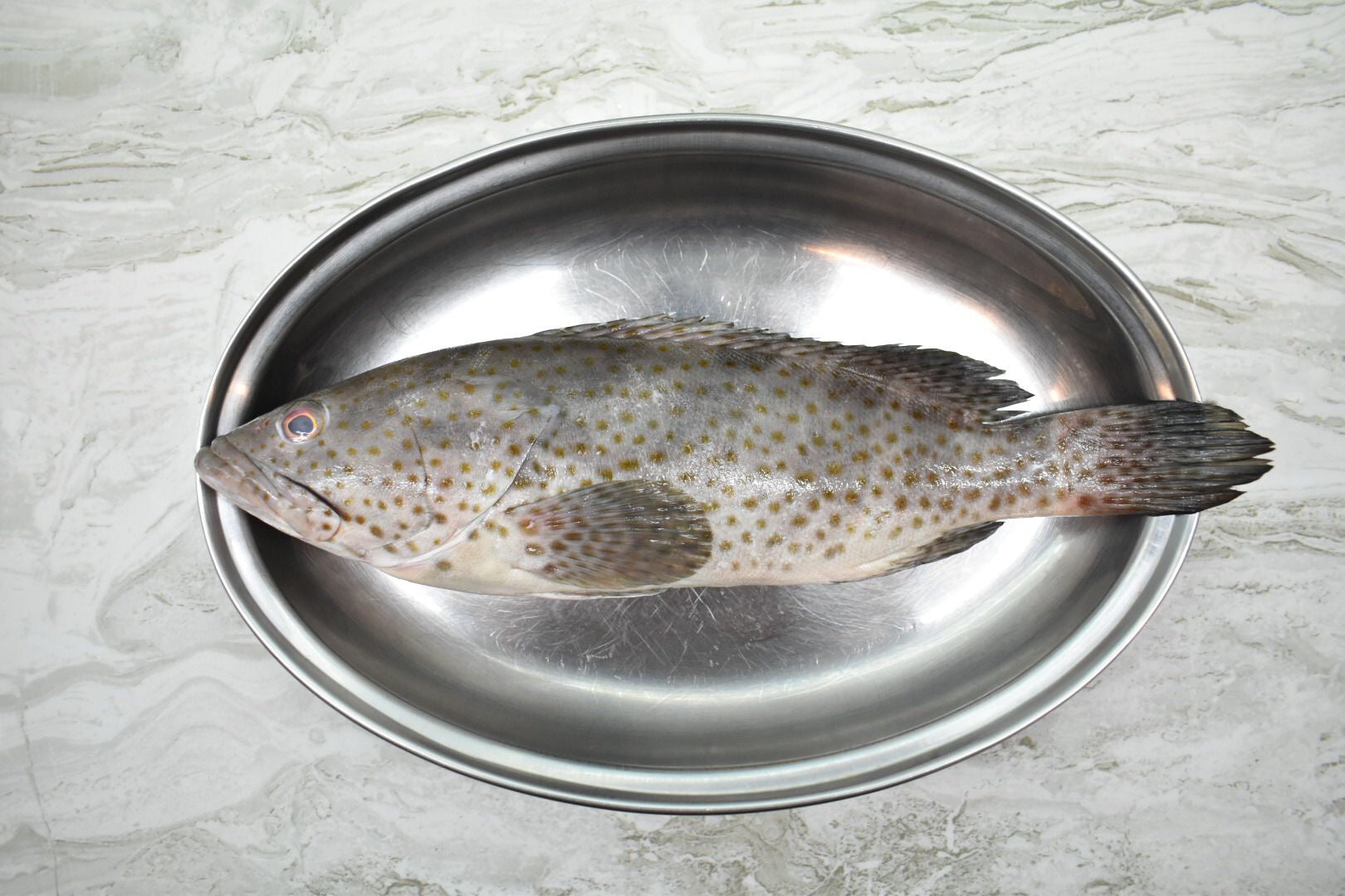 online seafood delivery for Black grouper | 石斑鱼 |