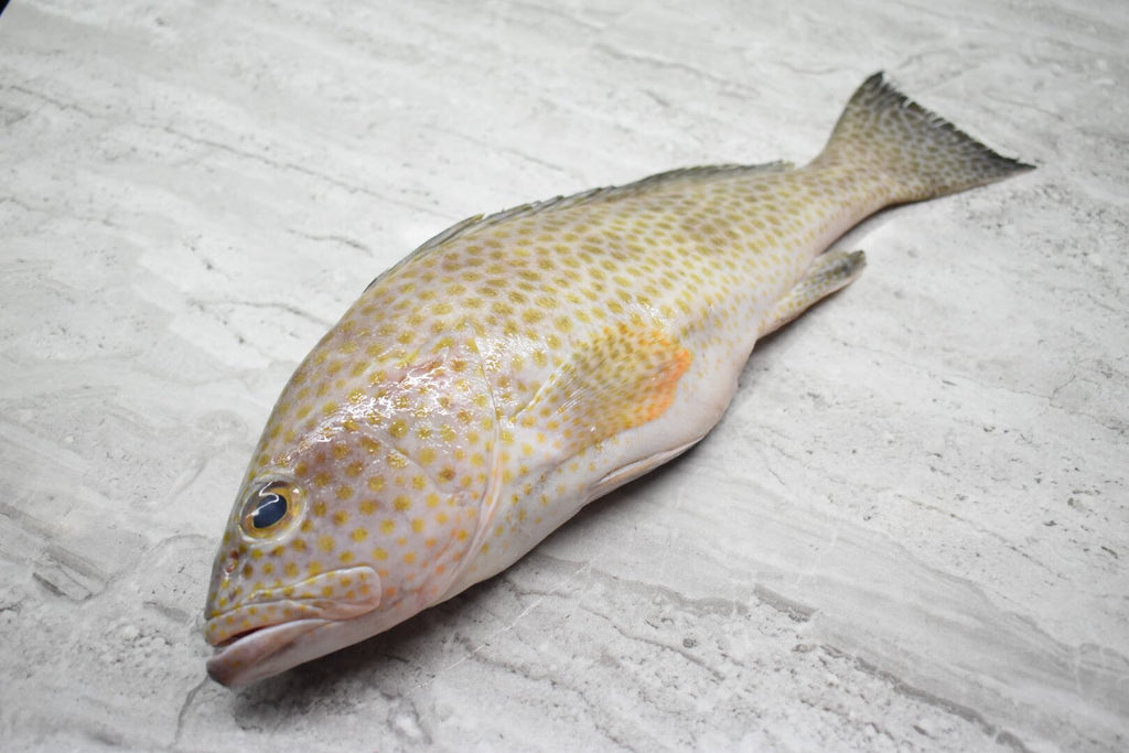 singapore seafood delivery fresh Flower grouper 花斑鱼  