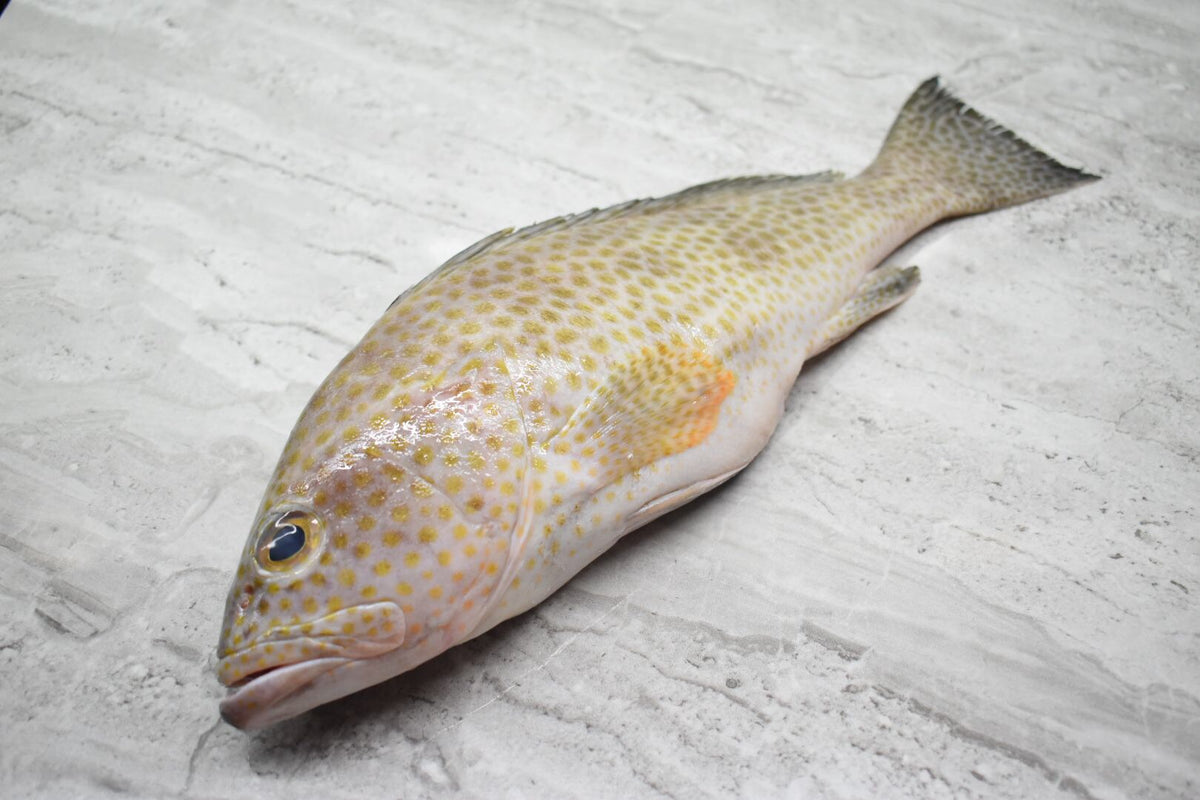 singapore seafood delivery fresh Flower grouper 花斑鱼  